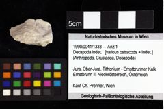 Foto (Objket + Etiketten) von Decapoda indet. 